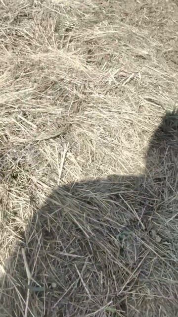 лук всходит сквозь салому ( мульчу )