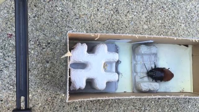 Madagascar Cockroach Obstacle Course #2 смотреть онлайн