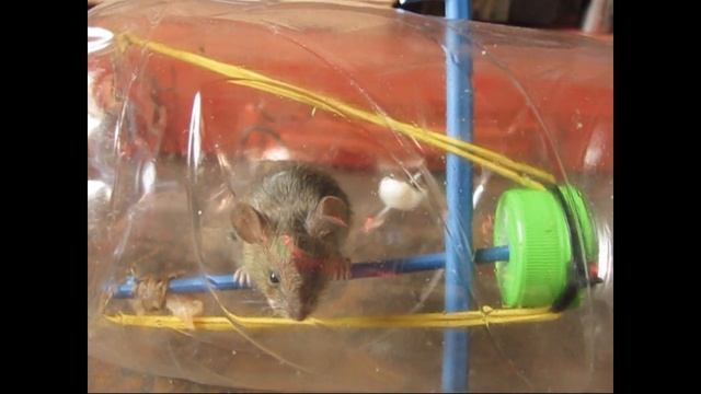pułapka na myszy z plastikowej butelki смотреть онлайн