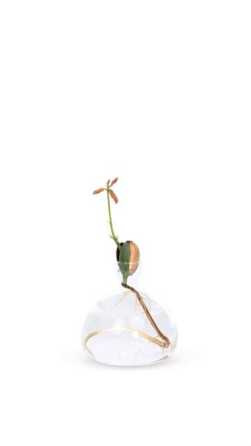 Acorn growing in water in the Acorn Vase by Ilex Studio смотреть онлайн