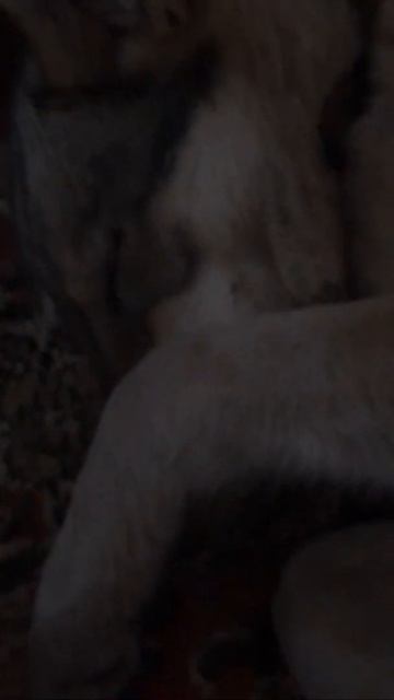 СОБАКА ЗАКРЫВАЕТ УШИ ЧЬОБЫ НЕ СЛЫШАТЬ ЮРИЯ ХОЯ смотреть онлайн