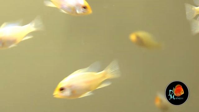 Golden Electric Blue Rams смотреть онлайн