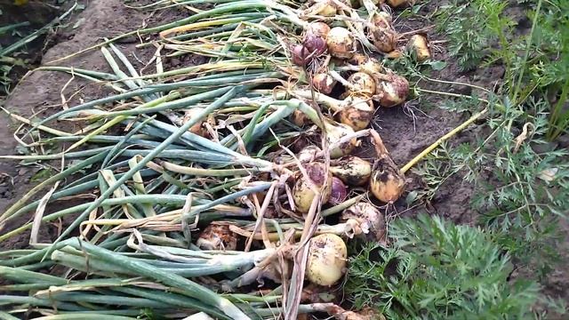 УБОРКА ЛУКА! смотреть онлайн