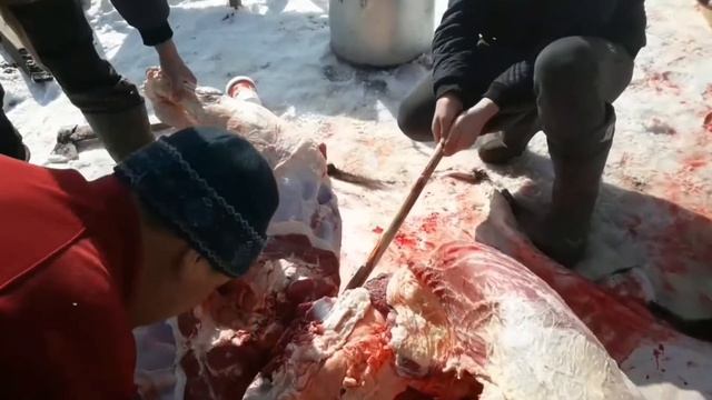 Өте үлкен бұқаны сойдық.Супер әдіспен тез жіліктеп сою.Ауыр тартты🤯 смотреть онлайн