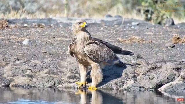 Tawny Eagle at Ol Donyo. africamLIVE. 10 July 2023 смотреть онлайн