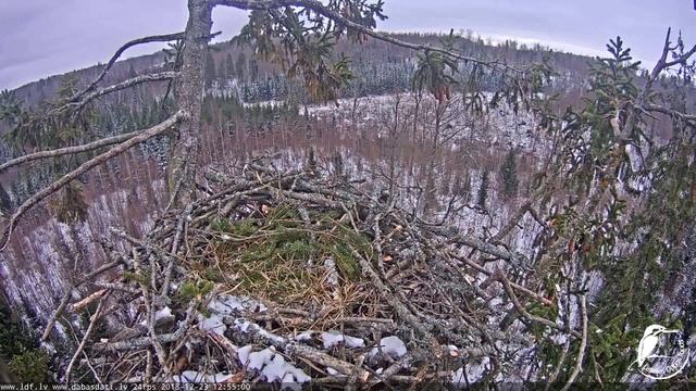 White tailed eagle webcam 1 in Latvia 20181223 1254 смотреть онлайн