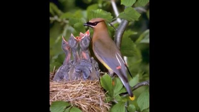 Пешкова И А , Свиристели смотреть онлайн