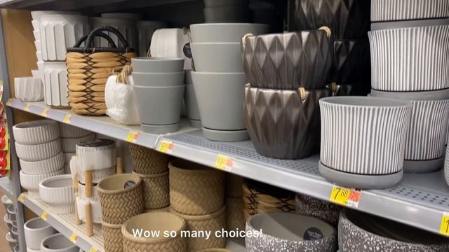 Found Global Green and Baltic Blue Pothos at Walmart Santa Clarita! #California смотреть онлайн