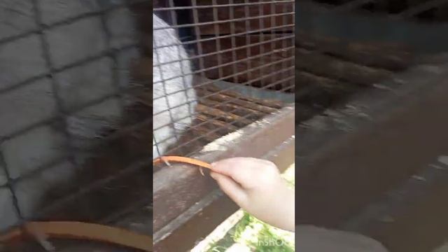Приключения в Зубровнике. ШОК! Я встретил дикого зубра!!! 12 июня 2024 года #зубровник #токсово )