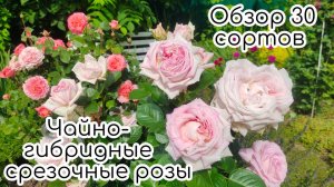 Чайно-гибридные и срезочные розы в моём саду. Обзор 30 сортов