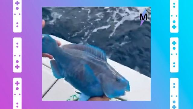 Рыбаки Поймали Существо С Идеальной Улыбкой смотреть онлайн