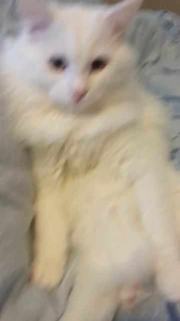 Мой кот Вегас сломался. Завис. 9 мес. Оригинал