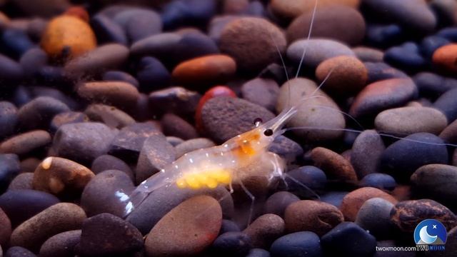 20240806 Caridina dennerli var. смотреть онлайн
