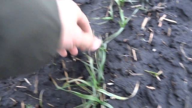 Озимая пшеница - эксперимент с нормой высева.  (15.12.17).