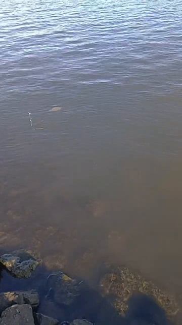 крупный лещ,голандия#рыбалка 2022,#голандия смотреть онлайн