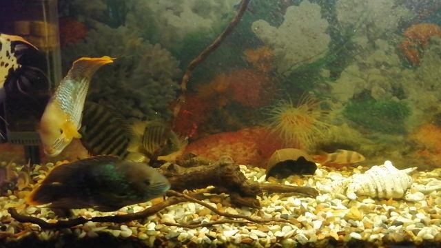 Акара бирюзовая