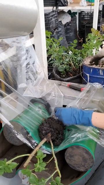 Упаковка саженцев роз