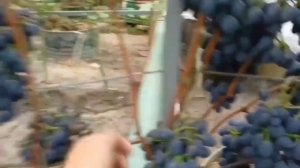 сорт винограда "ЧАРЛИ"