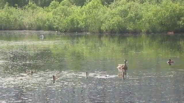 Утка с утятами на озере смотреть онлайн