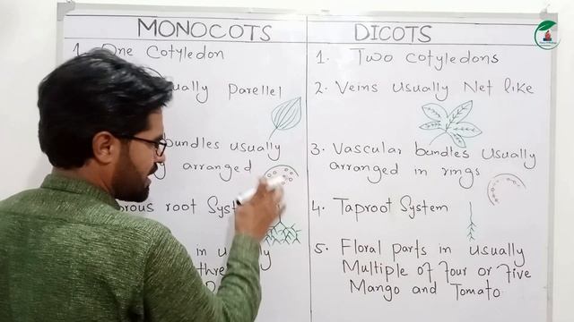 Monocot and Dicot || Diversity among plants || Class 11th biology chap 21 in pashto смотреть онлайн