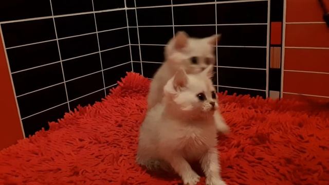 20180516 122643 смотреть онлайн