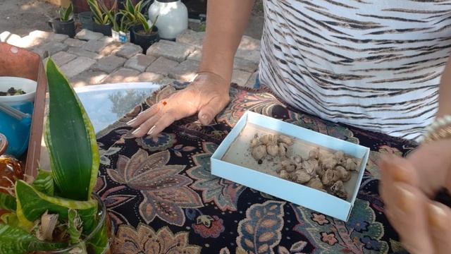 CANNA LILY SEEDS. Canna I grow some!!!!! смотреть онлайн