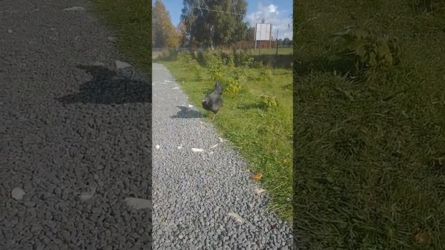 Птичий двор,обычный день. смотреть онлайн