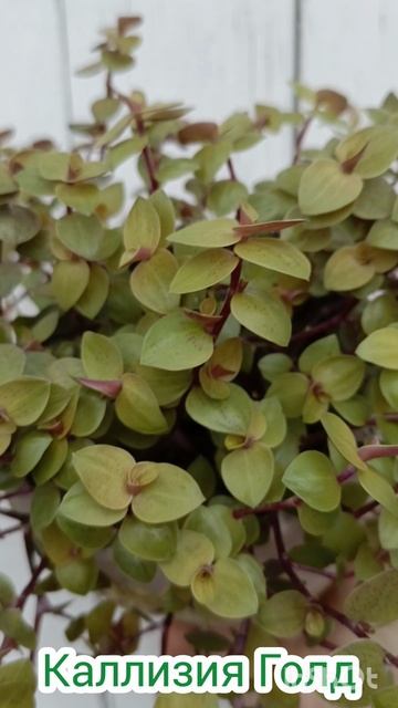 Каллизия Голд смотреть онлайн