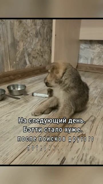 Бэтти НУЖНА ваша ПОМОЩЬ...🙏🏻😭 реквизит для помощи: 5336 6903 2822 7998 Резеда Мазгаровна К.