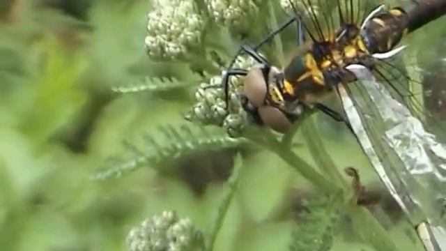 Somatochlora arctica lesklice severská смотреть онлайн