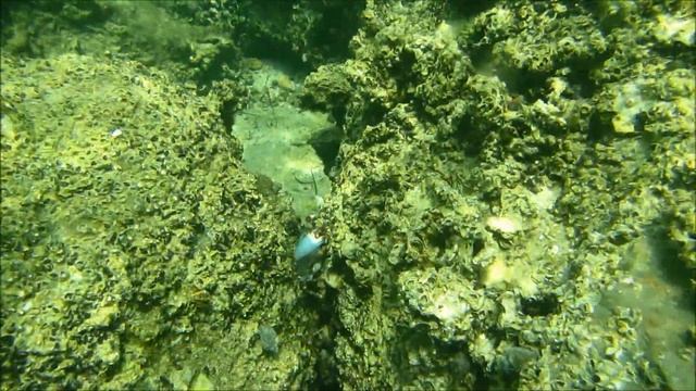 Marjan Island Snorkeling