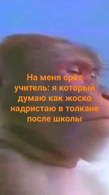 обезьянка #обезьяна #обезьянка#рофл#кринж#плеер#реки смотреть онлайн