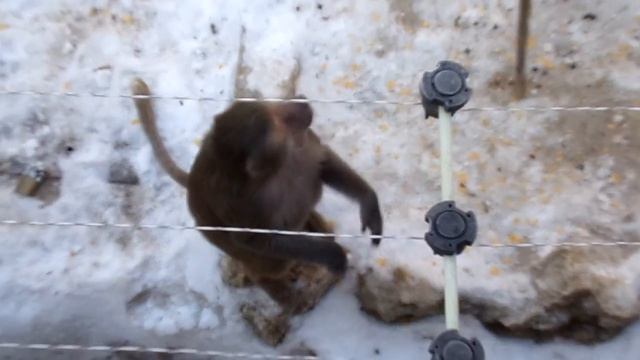 "My" wonderful Maszat (Hamadryas Baboon, Budapest Zoo) смотреть онлайн