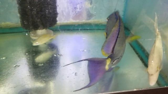 Maculiceps Tang $949 - Maldives