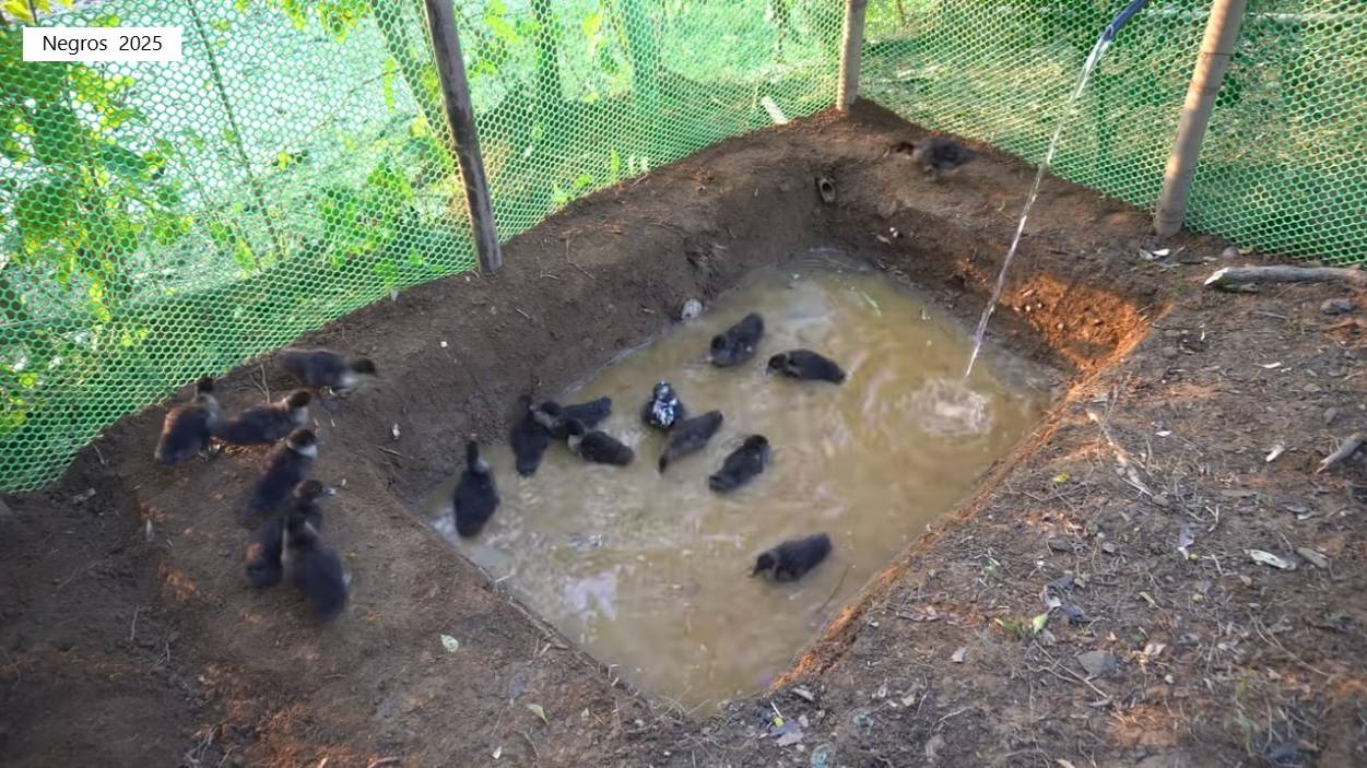 Дорис 11. Дорис ухаживает за огородом и строит голубятню. смотреть онлайн