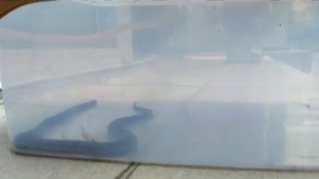В центре Благовещенска поймали крупную змею смотреть онлайн