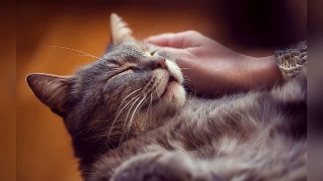 🐈 Кошка МУРЛЫКАЕТ МУРЧАНИЕ. РАССЛАБЛЕНИЕ И ЛАСКА 🐈 смотреть онлайн