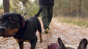 Часть 1. Ну здравствуй, пёс