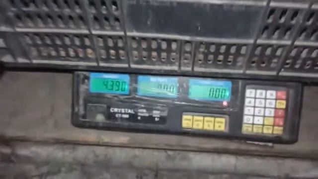 забійна жива вага самок нутрій в 6 місяців смотреть онлайн