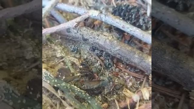 #муравьи# и муха 2 часть смотреть онлайн