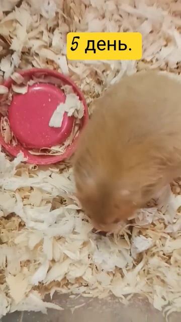 5 день. Как только начинаю снимать, Мими закапывает малышей. Один малыш по темнел! смотреть онлайн