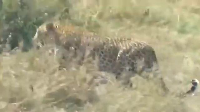 Leopard at masai mara смотреть онлайн