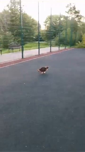 привет от Златы ( Марьяна Космосовна) их Москвы выпускник питомника чихуахуа Кастропуло Крым смотреть онлайн