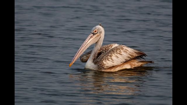 Звук, который издает американский бурый пеликан смотреть онлайн