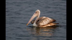 Звук, который издает американский бурый пеликан