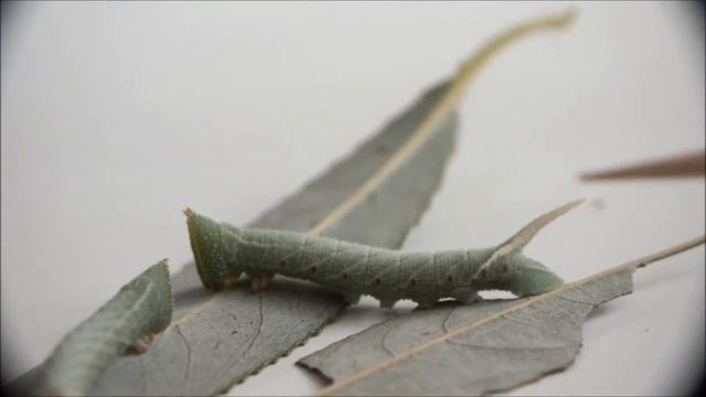Smerinthus ocellata смотреть онлайн