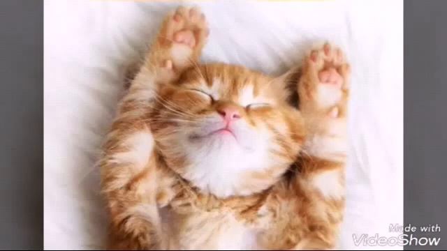 Радостные КОТИКИ!!! смотреть онлайн