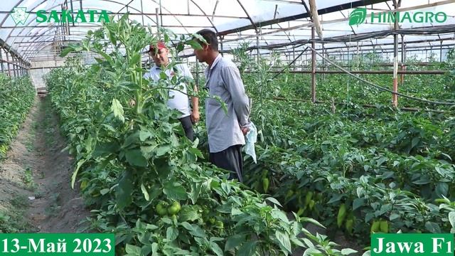 ДЕҲҚОНЛАР ВА ЭКСПОРТЁРЛАРГА МАНЗУР БЎЛАЁТГАН ЯВА F1 (Pepper Jawa F1-Sakata) смотреть онлайн