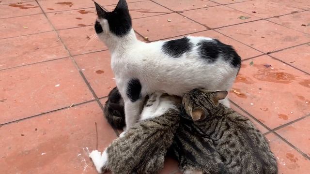 Homeless hungry kittens ask for milk from mother cat смотреть онлайн