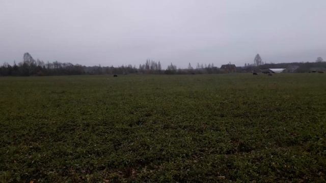 просто клевер